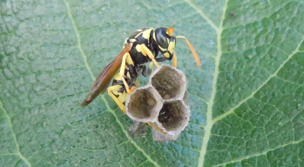 Polistes dominulus in costruzione nido?